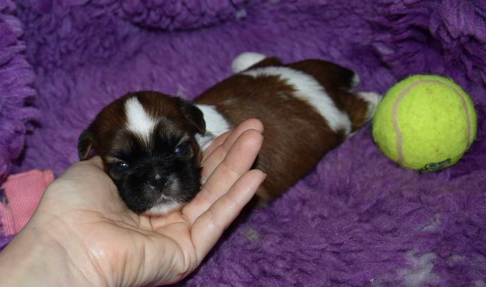 de la maison du ryez - Chiots disponibles - Shih Tzu