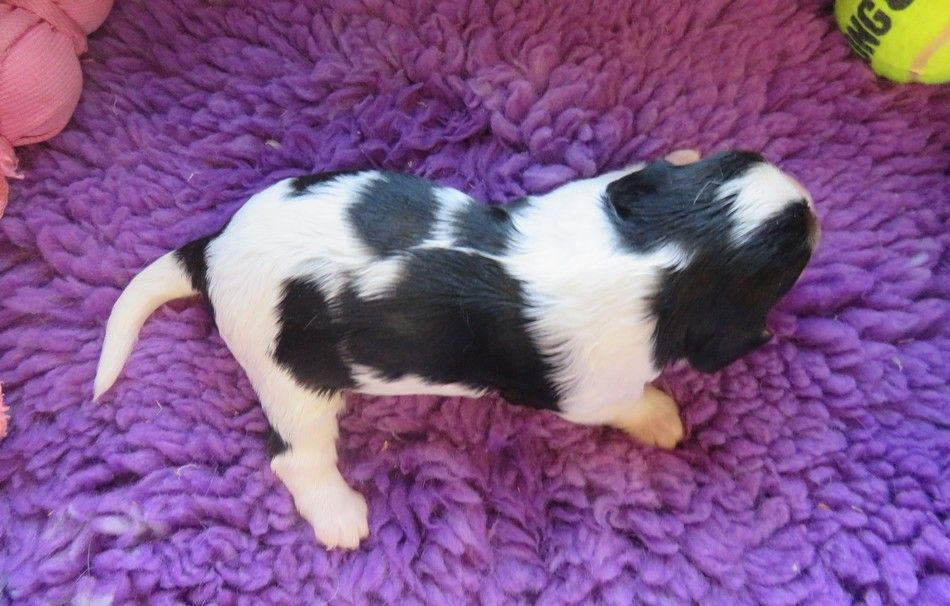 de la maison du ryez - Chiots disponibles - Cavalier King Charles Spaniel