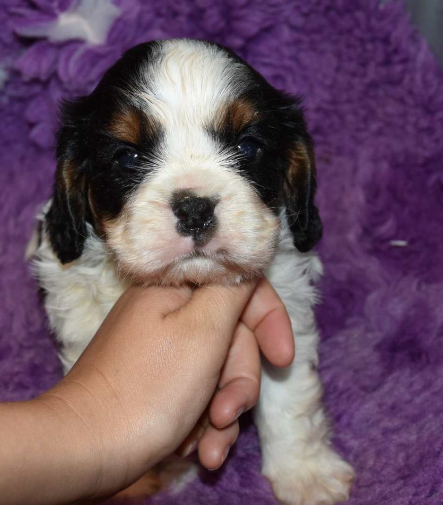 de la maison du ryez - Chiots disponibles - Cavalier King Charles Spaniel