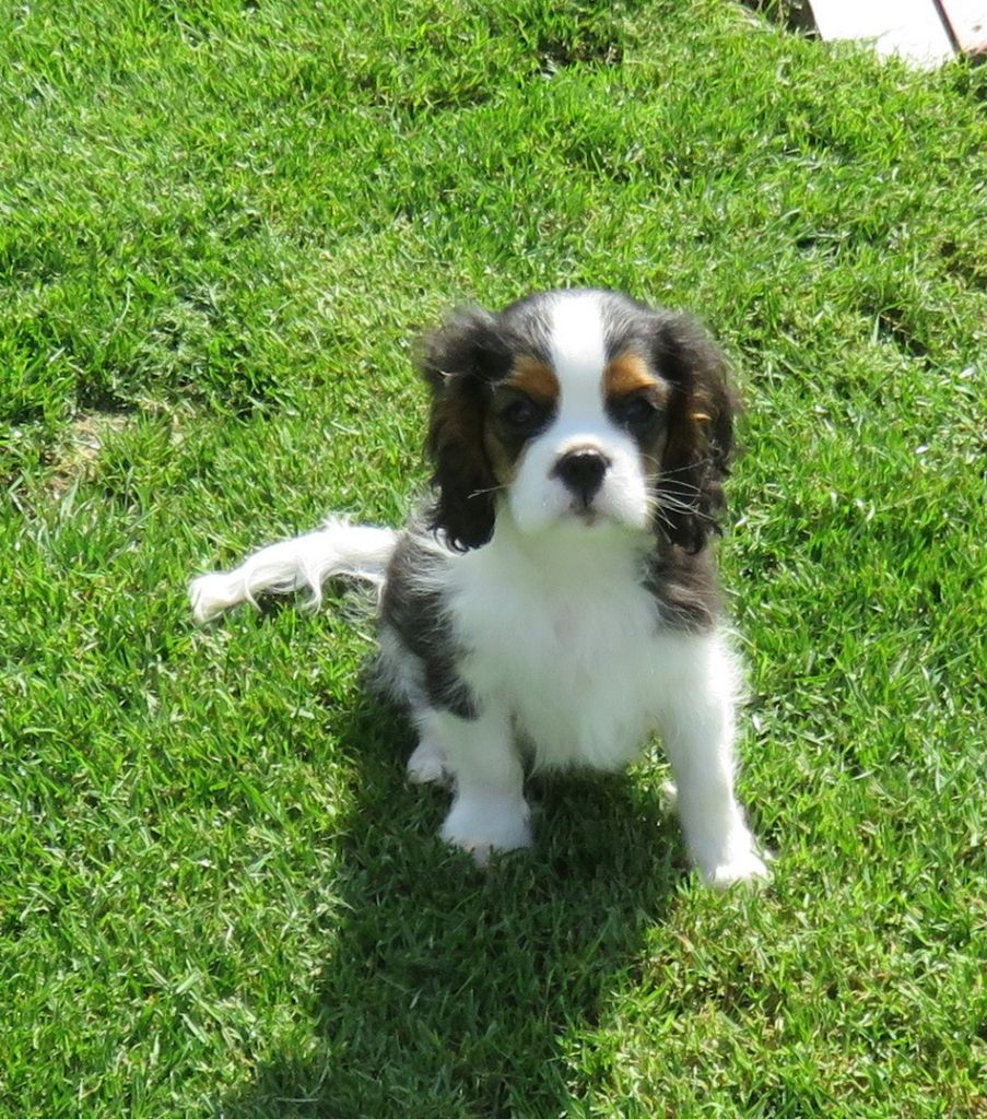 de la maison du ryez - Chiots disponibles - Cavalier King Charles Spaniel