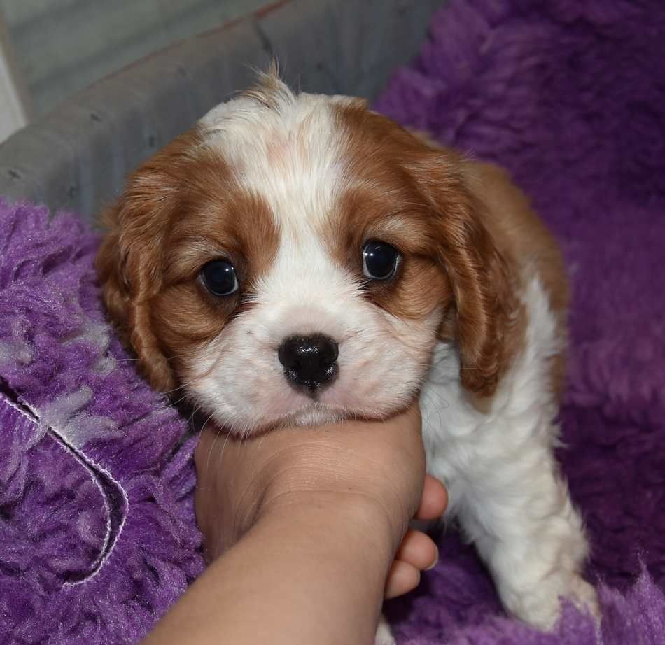 de la maison du ryez - Chiots disponibles - Cavalier King Charles Spaniel