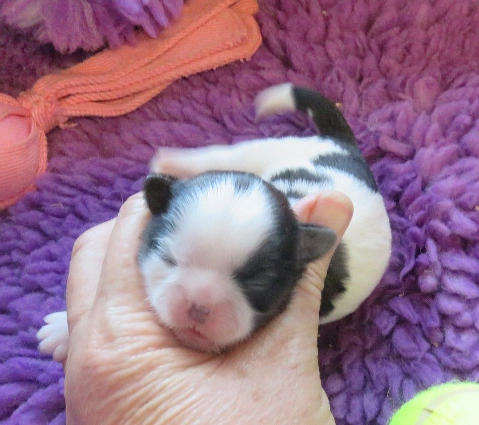 de la maison du ryez - Chiots disponibles - Shih Tzu