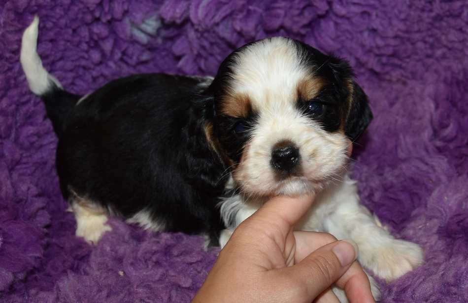 de la maison du ryez - Chiots disponibles - Cavalier King Charles Spaniel