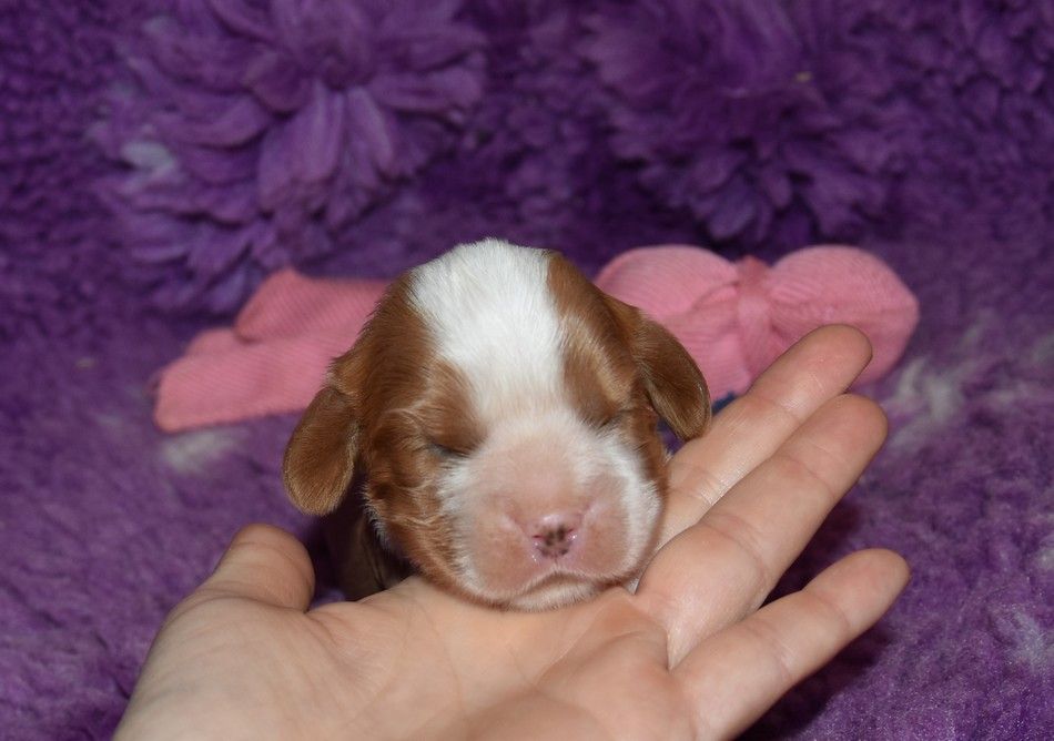 de la maison du ryez - Chiots disponibles - Cavalier King Charles Spaniel