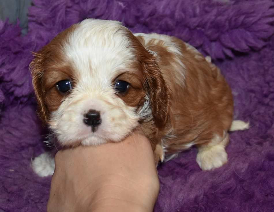 de la maison du ryez - Chiots disponibles - Cavalier King Charles Spaniel