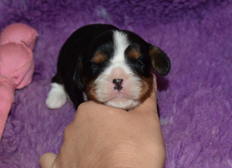 de la maison du ryez - Chiots disponibles - Cavalier King Charles Spaniel