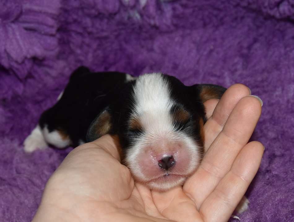 de la maison du ryez - Chiots disponibles - Cavalier King Charles Spaniel