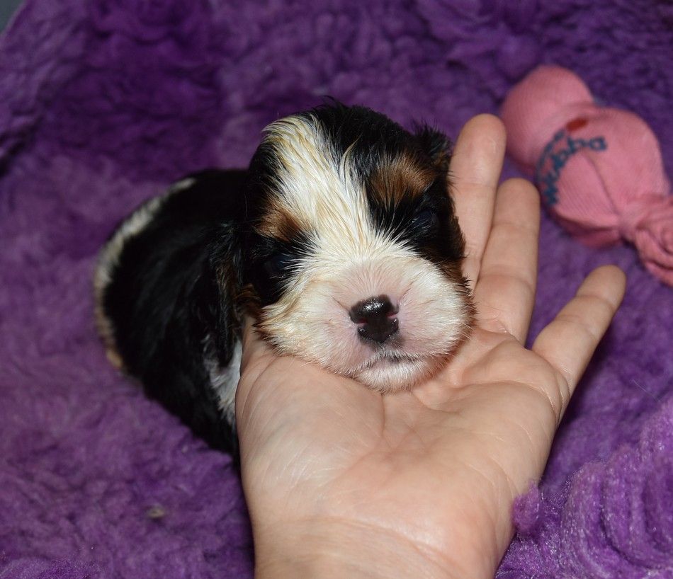 de la maison du ryez - Chiots disponibles - Cavalier King Charles Spaniel