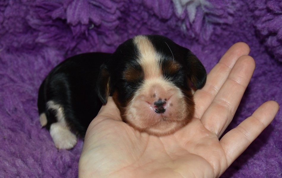 de la maison du ryez - Chiots disponibles - Cavalier King Charles Spaniel