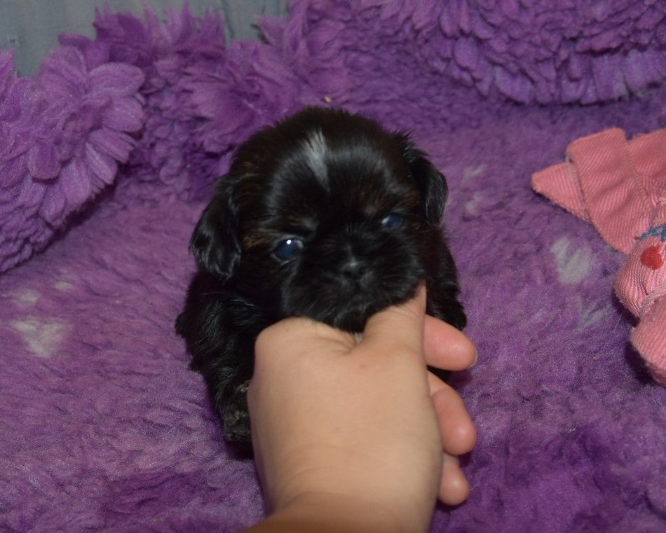 de la maison du ryez - Chiots disponibles - Shih Tzu