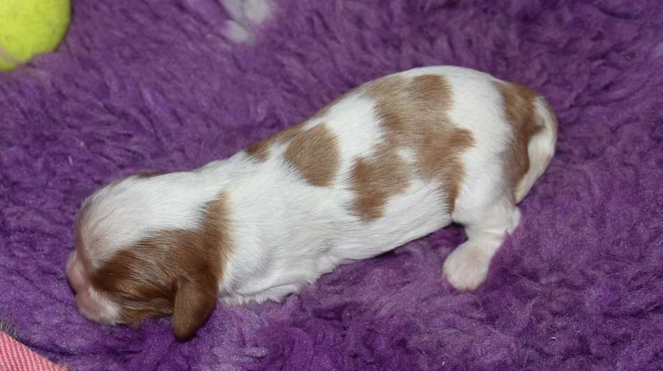 de la maison du ryez - Chiots disponibles - Cavalier King Charles Spaniel