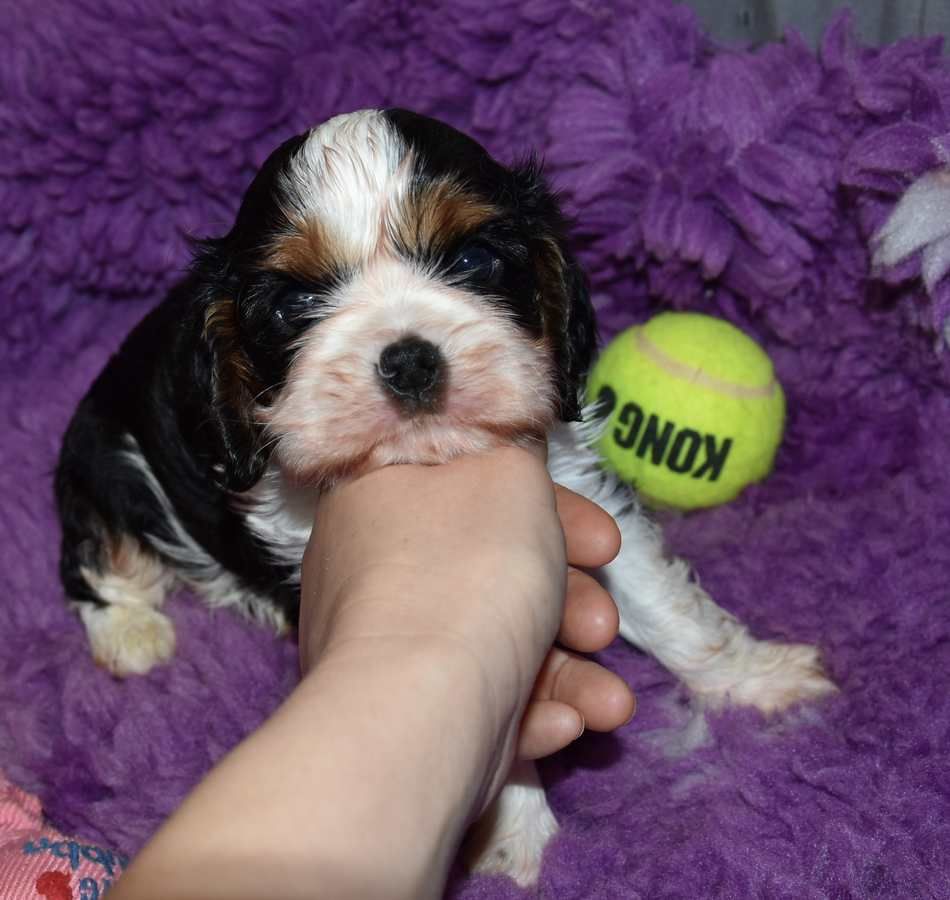 de la maison du ryez - Chiots disponibles - Cavalier King Charles Spaniel
