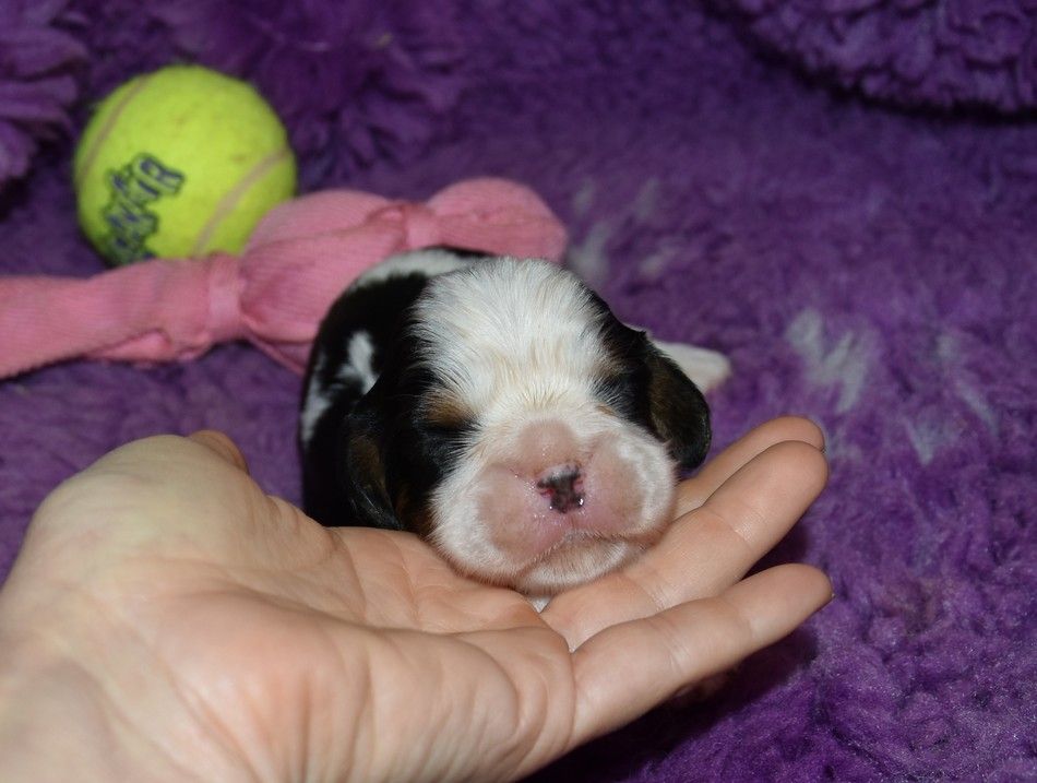 de la maison du ryez - Chiots disponibles - Cavalier King Charles Spaniel