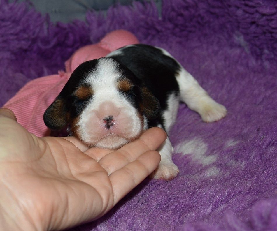 de la maison du ryez - Chiots disponibles - Cavalier King Charles Spaniel