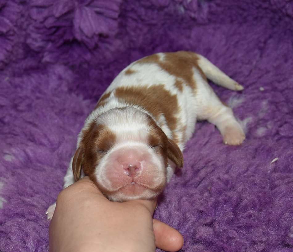 de la maison du ryez - Chiots disponibles - Cavalier King Charles Spaniel