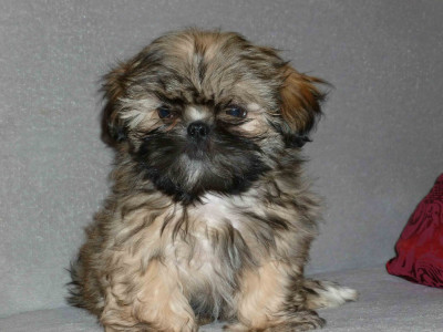 CE CHIOT EST VENDU