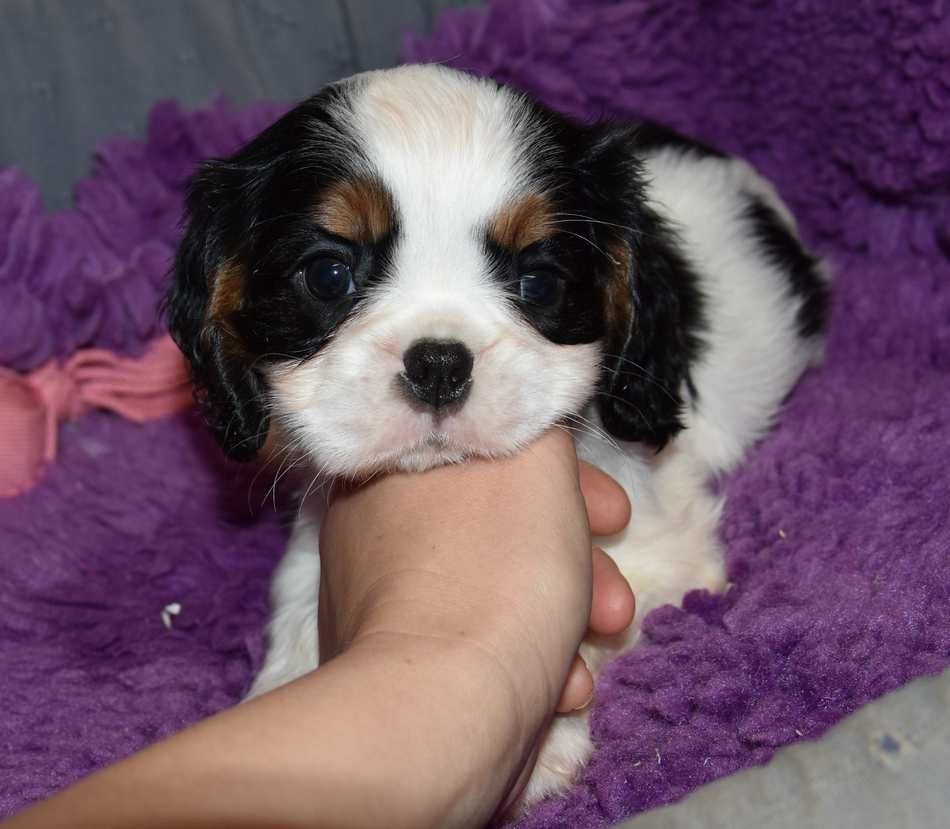 de la maison du ryez - Chiots disponibles - Cavalier King Charles Spaniel