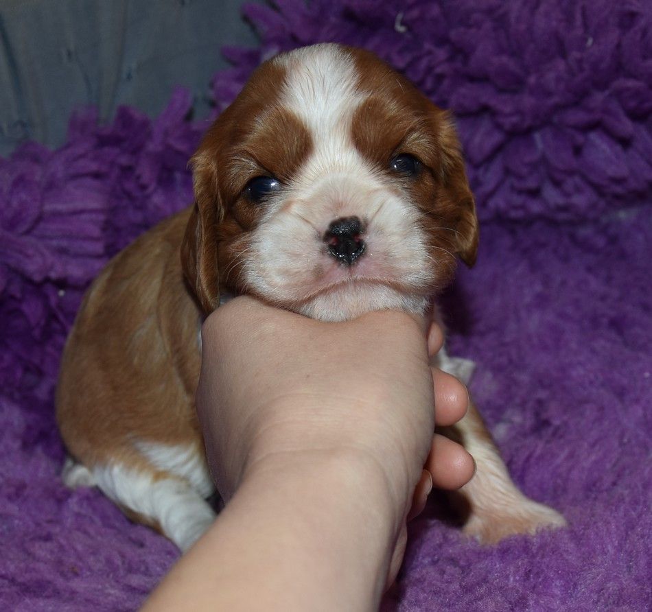 de la maison du ryez - Chiots disponibles - Cavalier King Charles Spaniel
