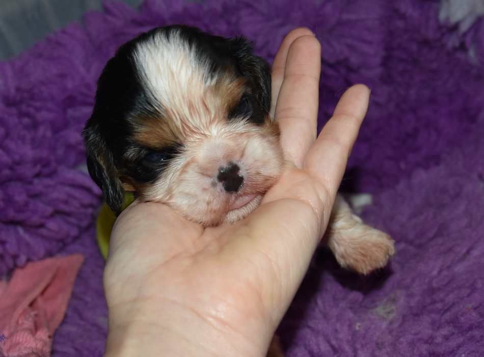 de la maison du ryez - Chiots disponibles - Cavalier King Charles Spaniel