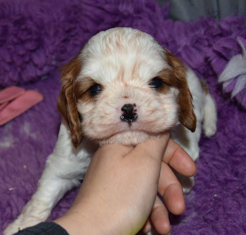 de la maison du ryez - Chiots disponibles - Cavalier King Charles Spaniel