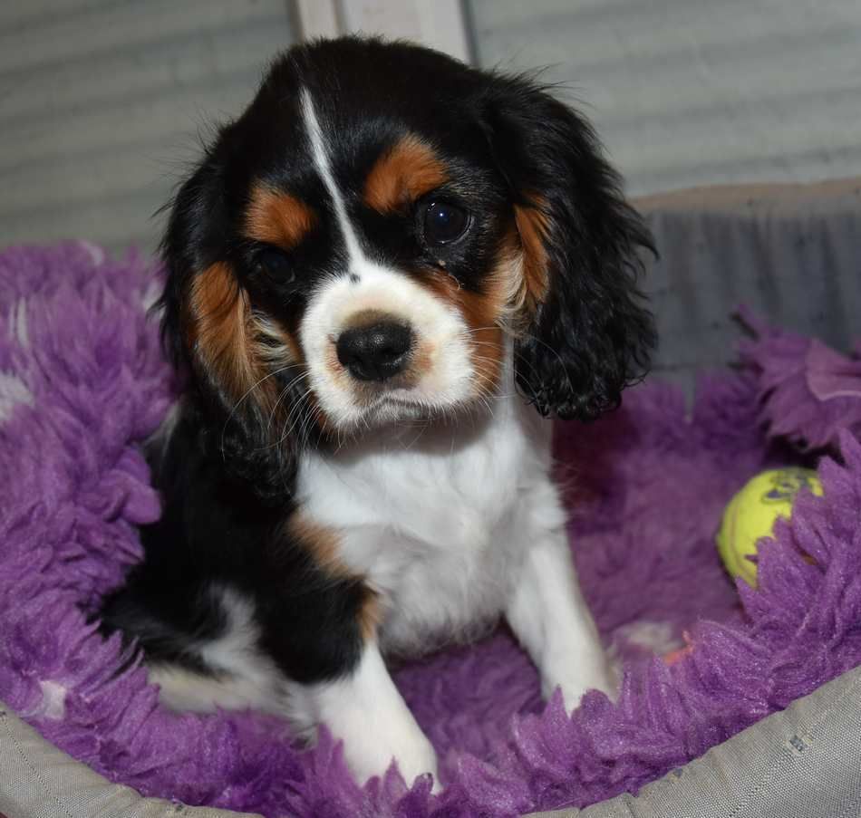 de la maison du ryez - Chiots disponibles - Cavalier King Charles Spaniel