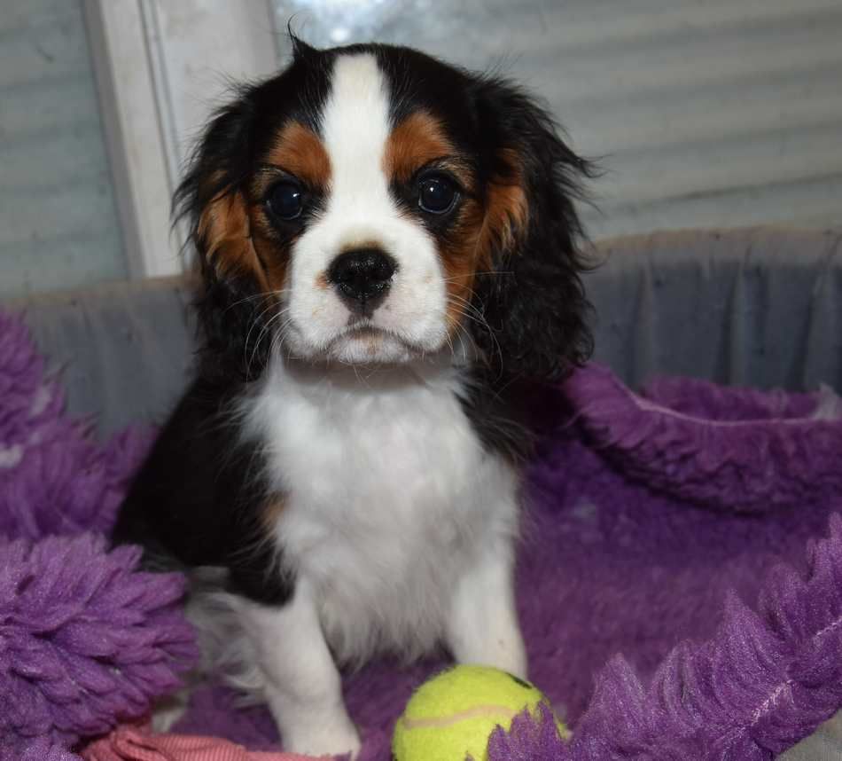 de la maison du ryez - Chiots disponibles - Cavalier King Charles Spaniel