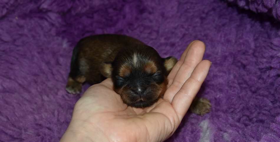 de la maison du ryez - Chiots disponibles - Shih Tzu