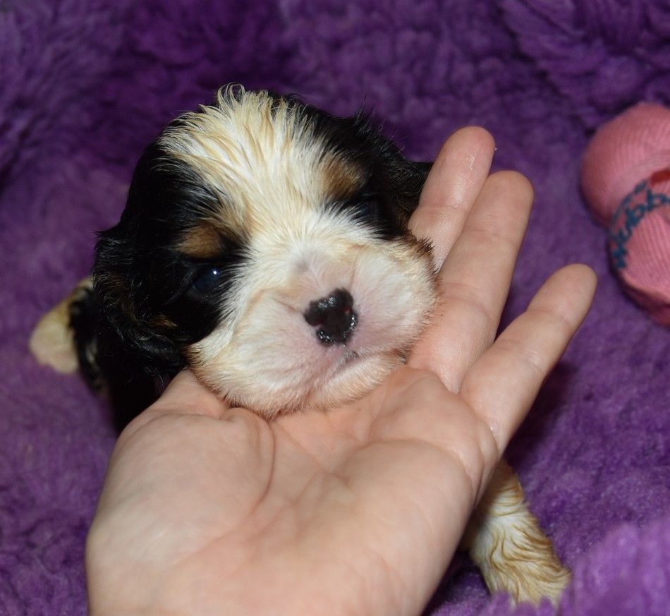 de la maison du ryez - Chiots disponibles - Cavalier King Charles Spaniel
