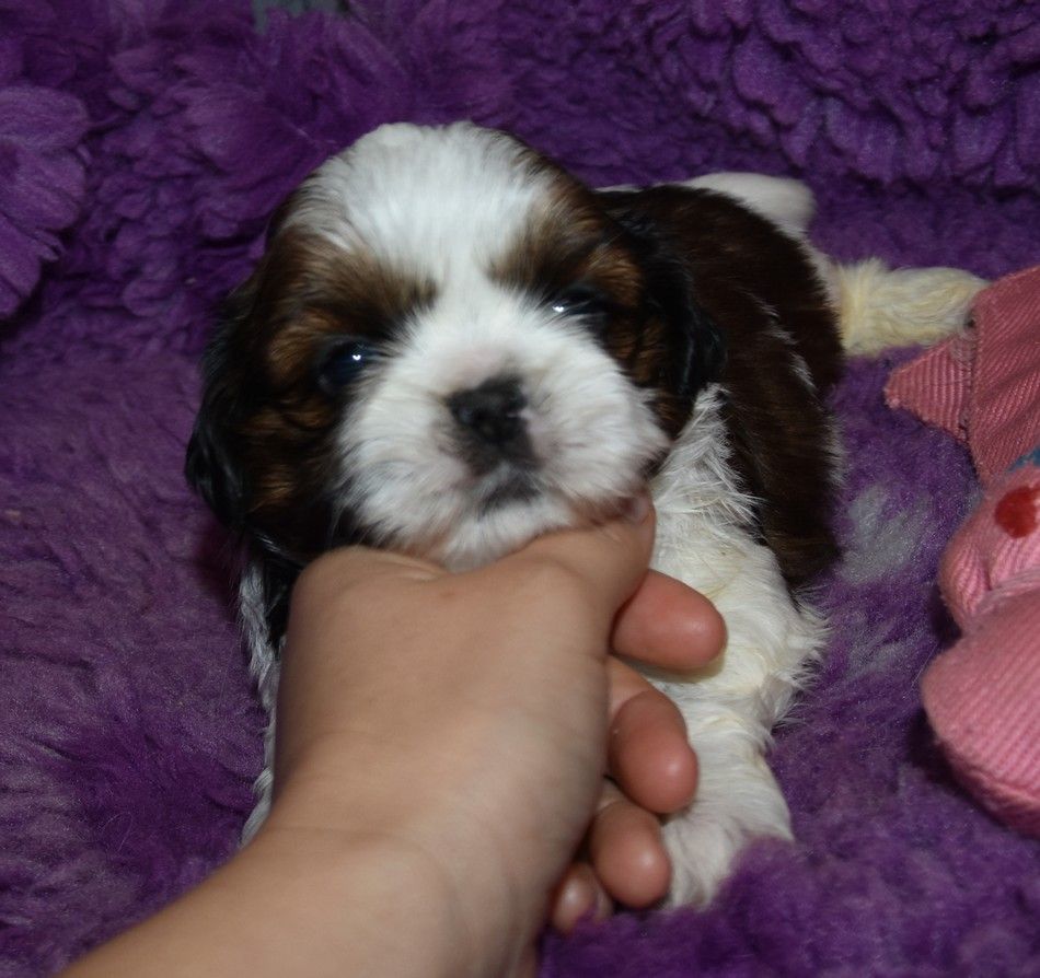 de la maison du ryez - Chiots disponibles - Shih Tzu