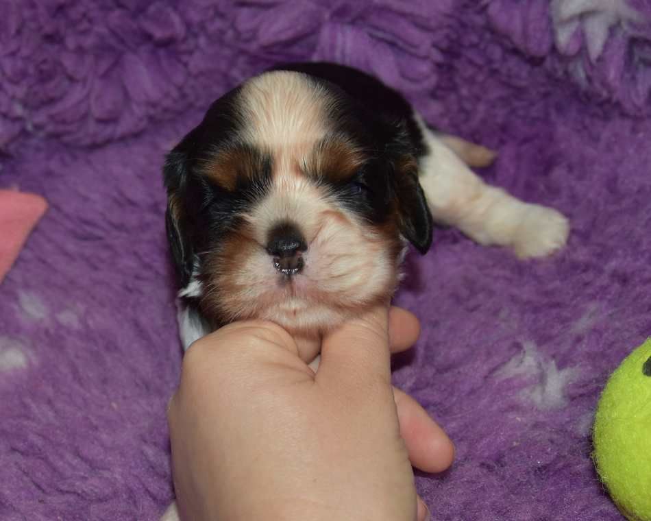 de la maison du ryez - Chiots disponibles - Cavalier King Charles Spaniel