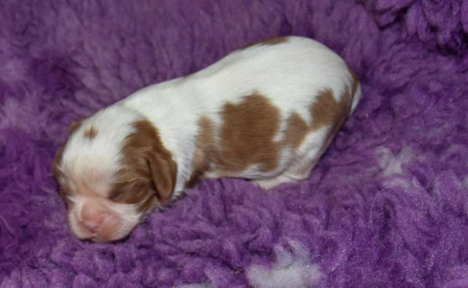 de la maison du ryez - Chiots disponibles - Cavalier King Charles Spaniel