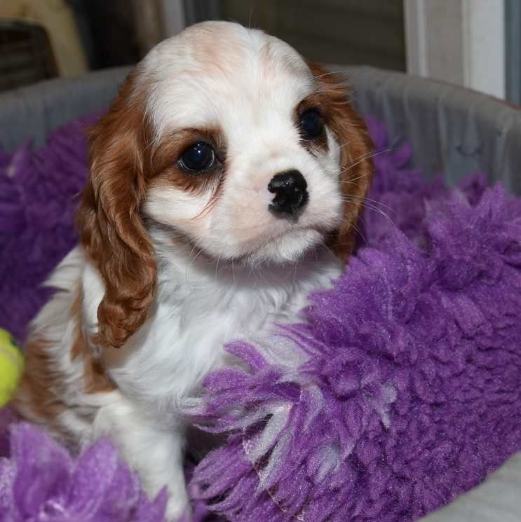 de la maison du ryez - Chiots disponibles - Cavalier King Charles Spaniel