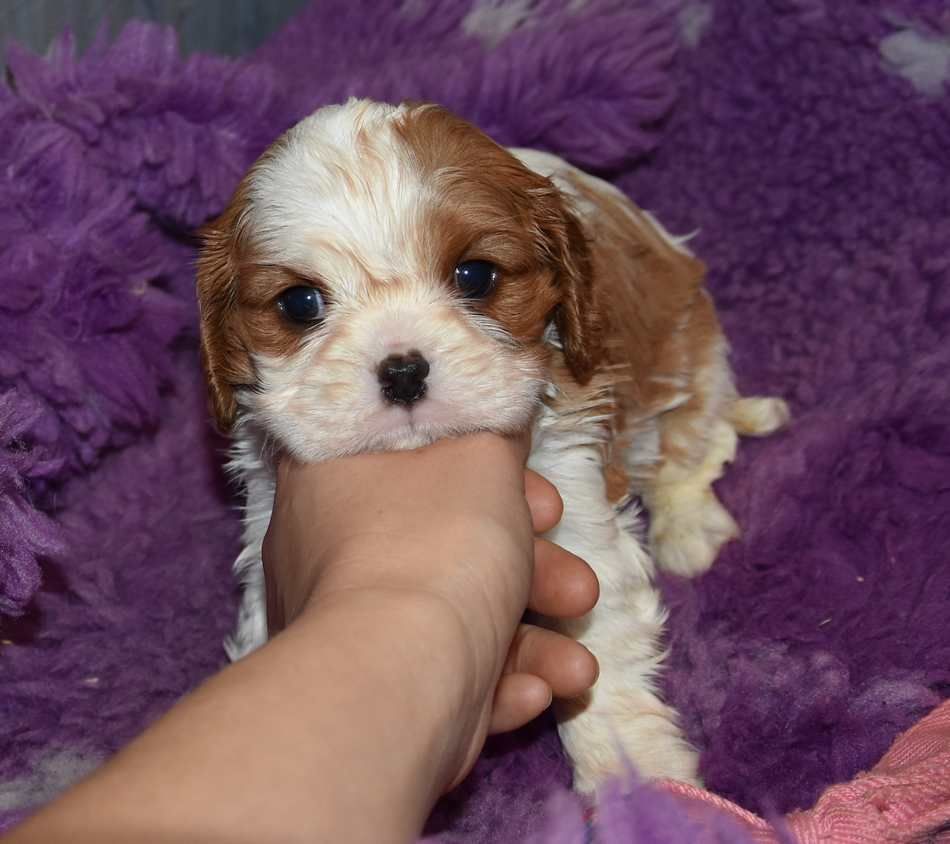 de la maison du ryez - Chiots disponibles - Cavalier King Charles Spaniel