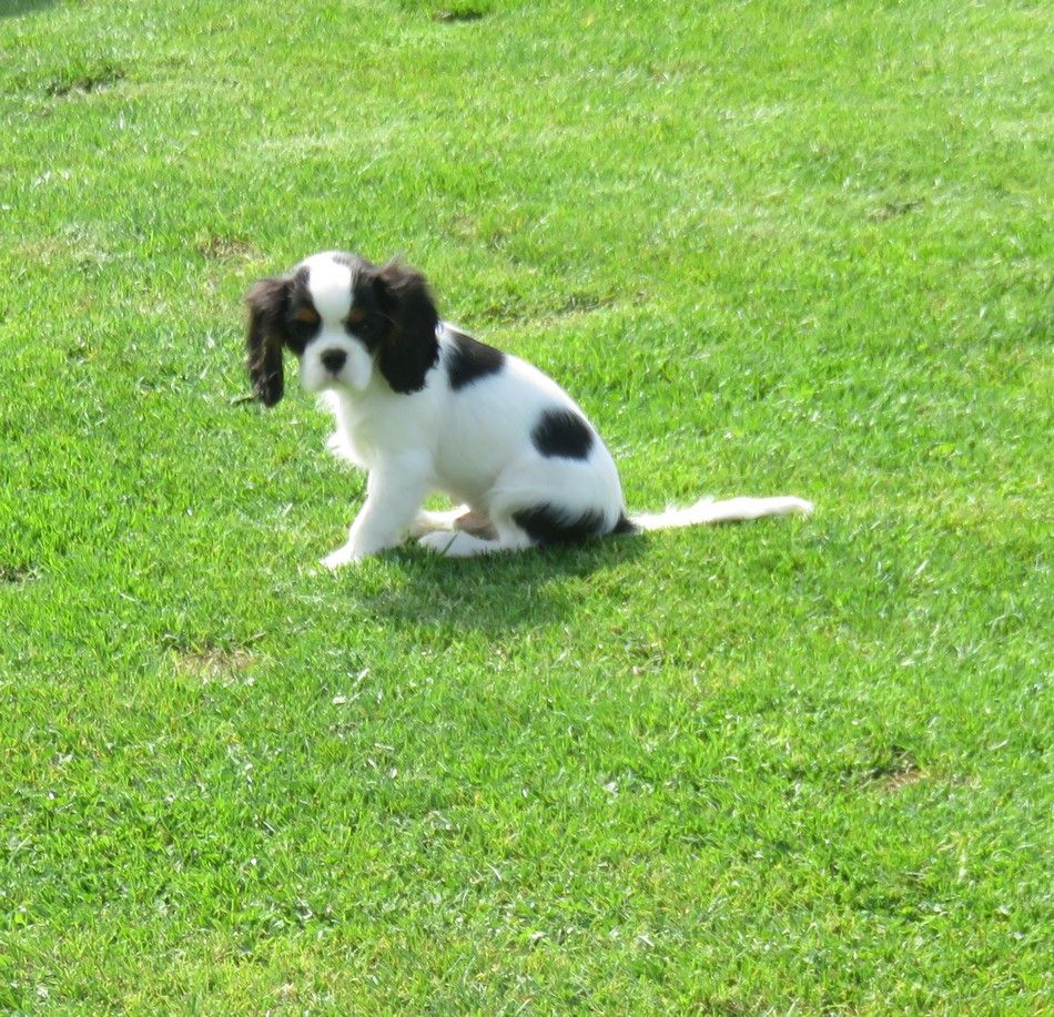 de la maison du ryez - Chiots disponibles - Cavalier King Charles Spaniel