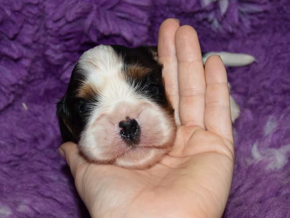 de la maison du ryez - Chiots disponibles - Cavalier King Charles Spaniel