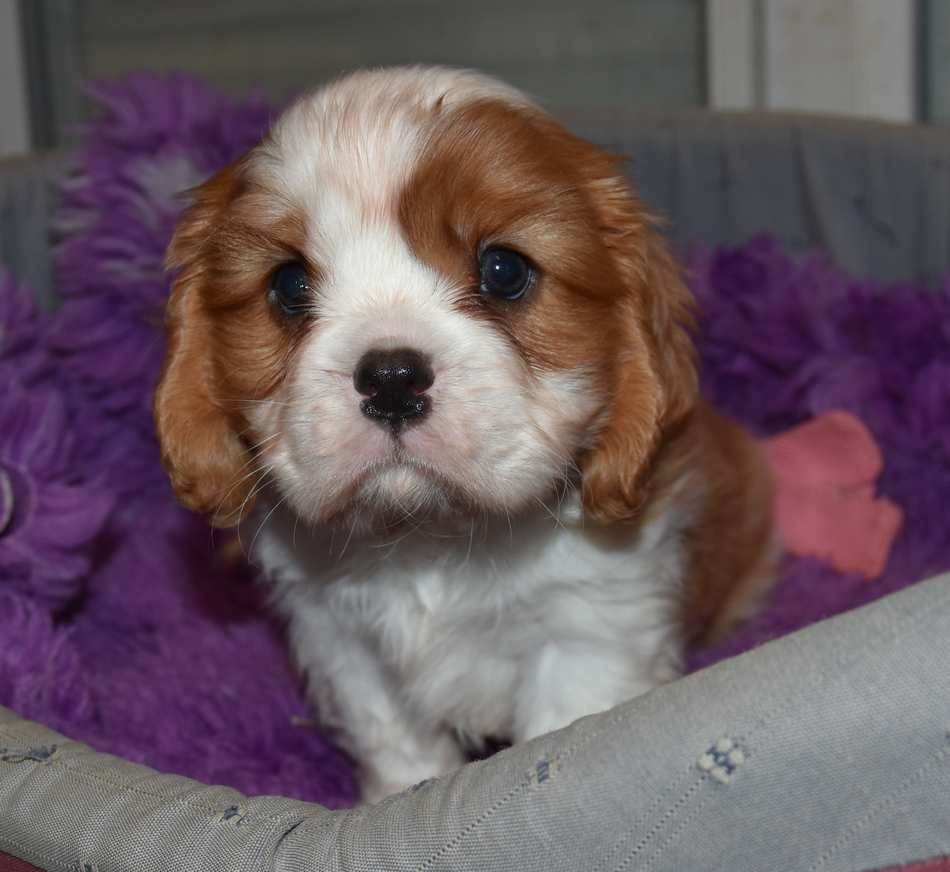 de la maison du ryez - Chiots disponibles - Cavalier King Charles Spaniel