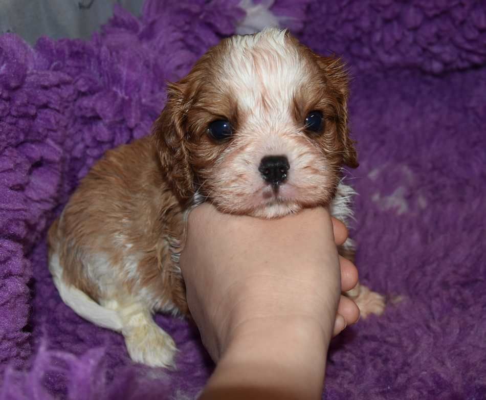 de la maison du ryez - Chiots disponibles - Cavalier King Charles Spaniel