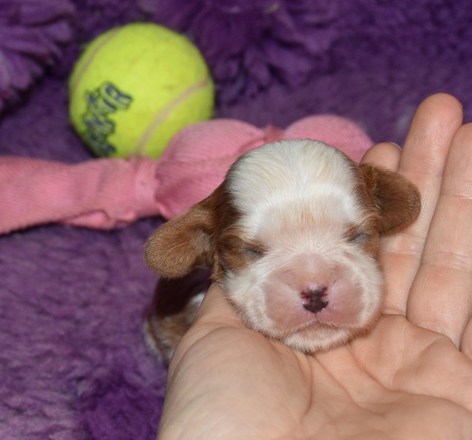 de la maison du ryez - Chiots disponibles - Cavalier King Charles Spaniel