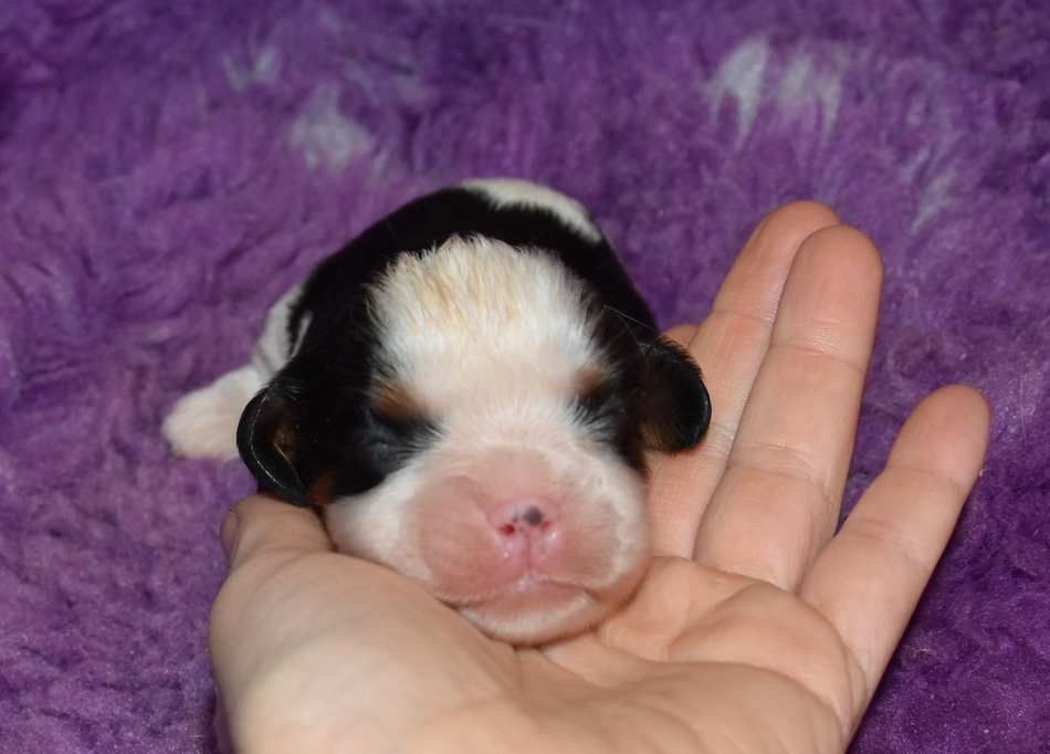 de la maison du ryez - Chiots disponibles - Cavalier King Charles Spaniel