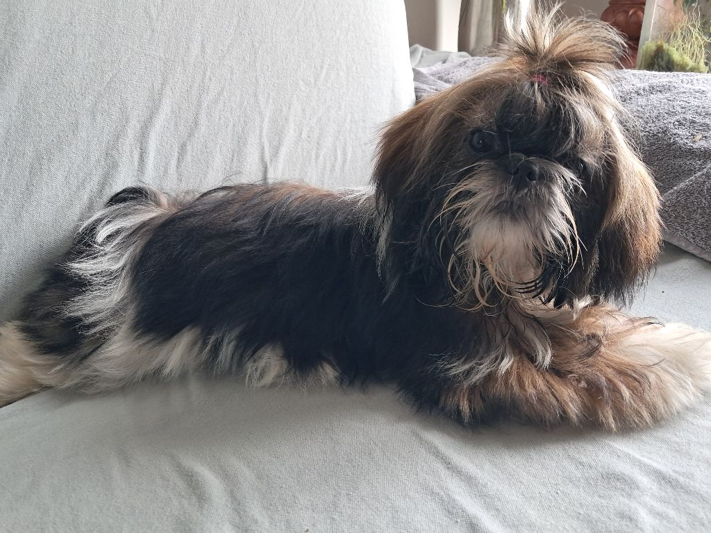 de la maison du ryez - Chiots disponibles - Shih Tzu