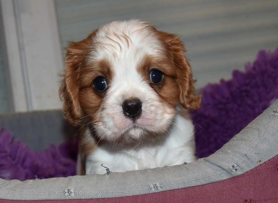 de la maison du ryez - Chiots disponibles - Cavalier King Charles Spaniel