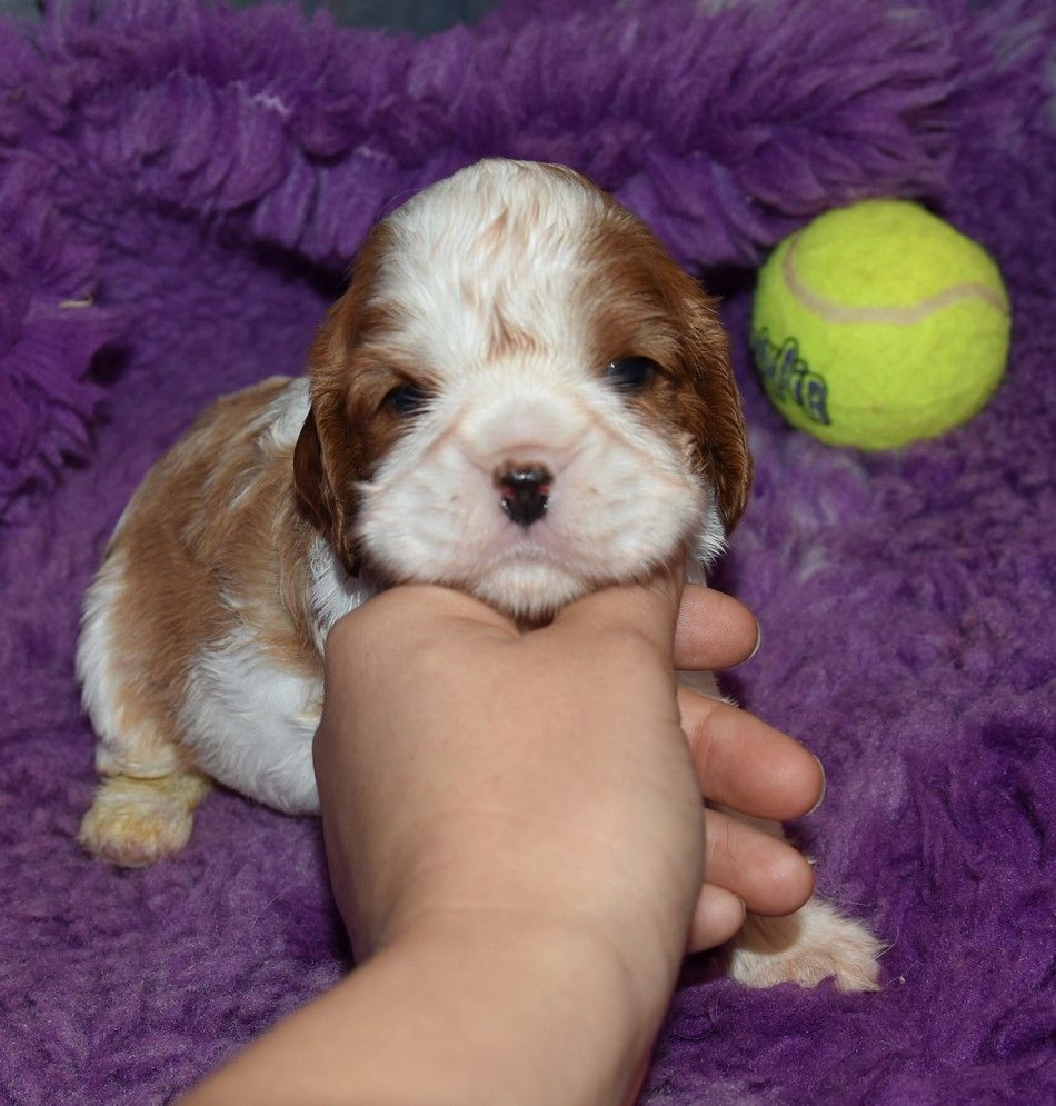 de la maison du ryez - Chiots disponibles - Cavalier King Charles Spaniel