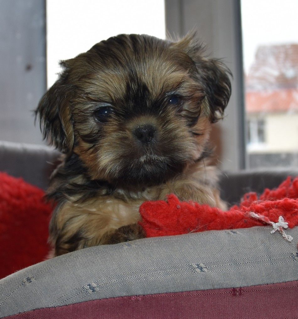 de la maison du ryez - Chiots disponibles - Shih Tzu