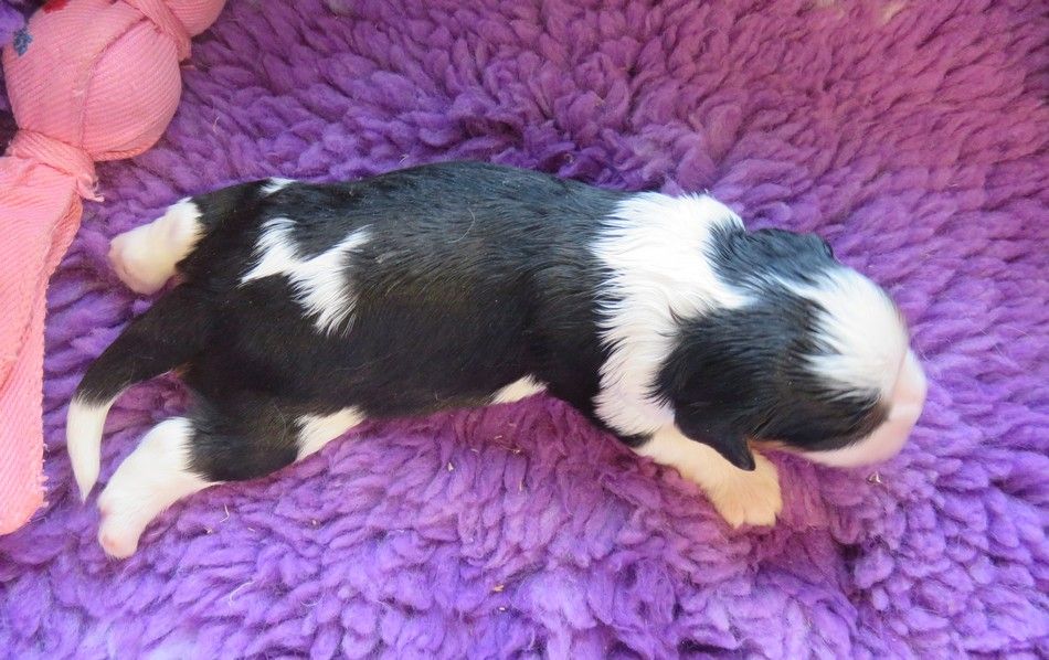 de la maison du ryez - Chiots disponibles - Cavalier King Charles Spaniel