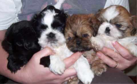de la maison du ryez - Chiots disponibles - Shih Tzu