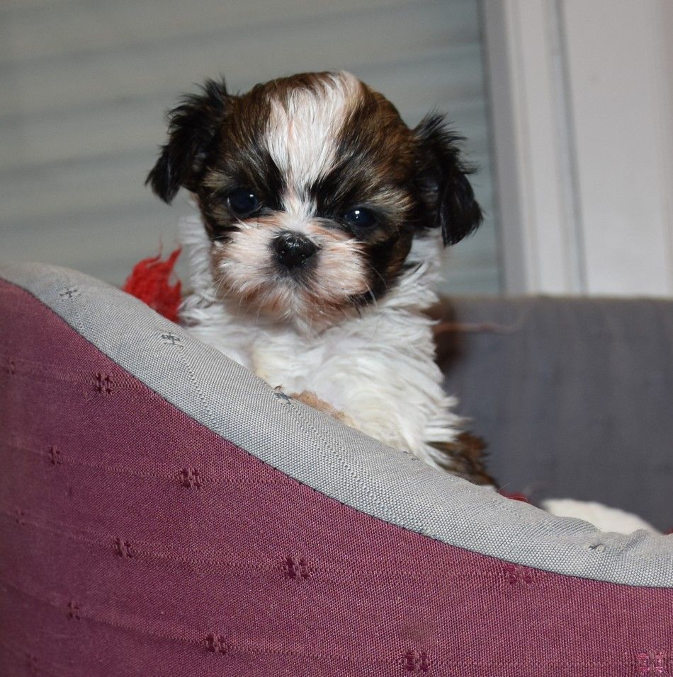 de la maison du ryez - Chiots disponibles - Shih Tzu