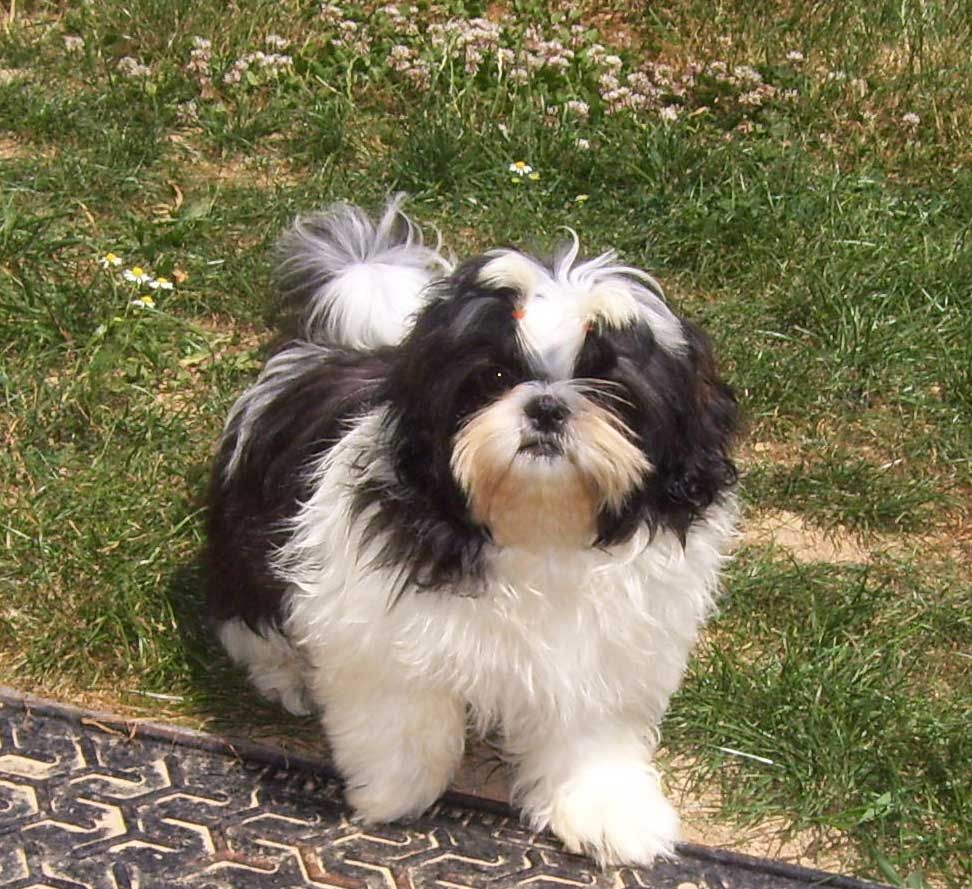 de la maison du ryez - Chiots disponibles - Shih Tzu