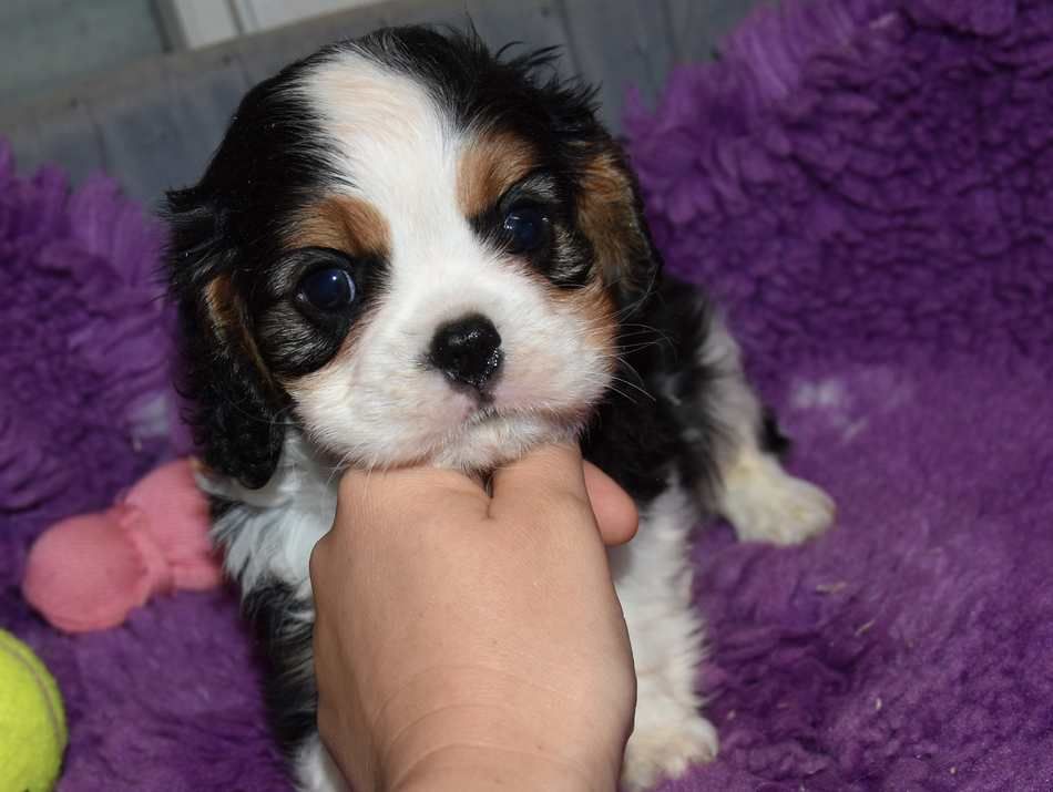 de la maison du ryez - Chiots disponibles - Cavalier King Charles Spaniel