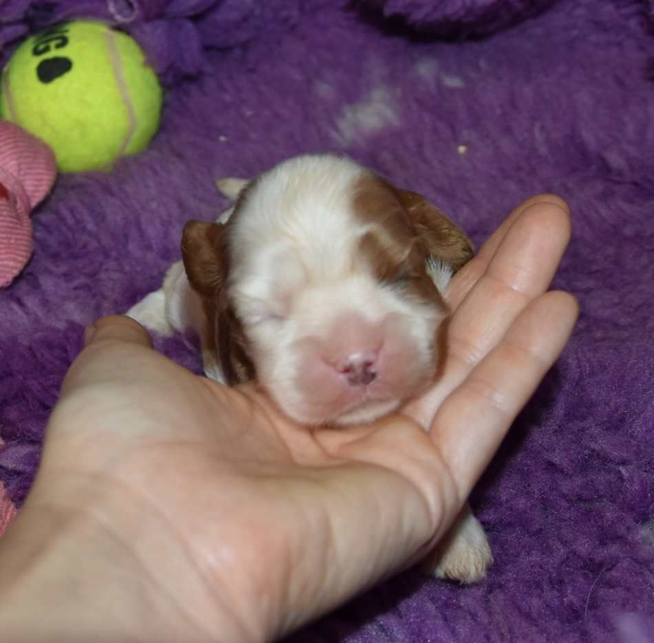 de la maison du ryez - Chiots disponibles - Cavalier King Charles Spaniel