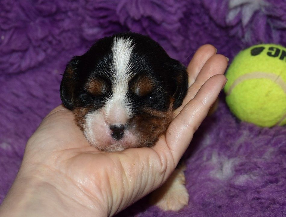 de la maison du ryez - Chiots disponibles - Cavalier King Charles Spaniel